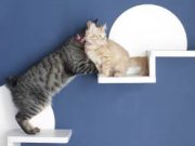 ねこステップ