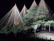 兼六園の唐崎松の雪吊り