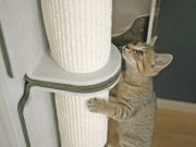 「猫壁」に 新パーツ