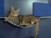 「猫壁」新アタッチメント